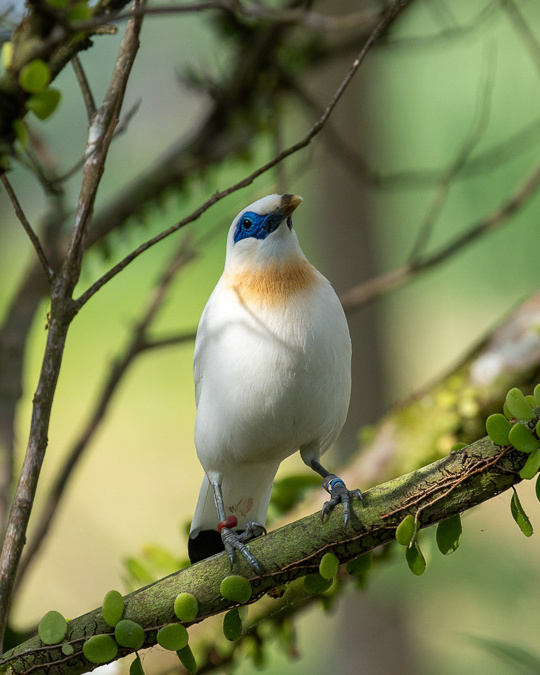 A close-up of a Bali Starling, a critically endangered bird species, perched on a tree branch