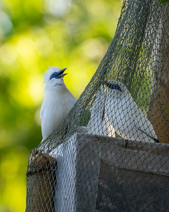 A photo of Bali Starlings perched on a nest box, highlighting the Begawan Foundation's efforts to protect and restore their population.