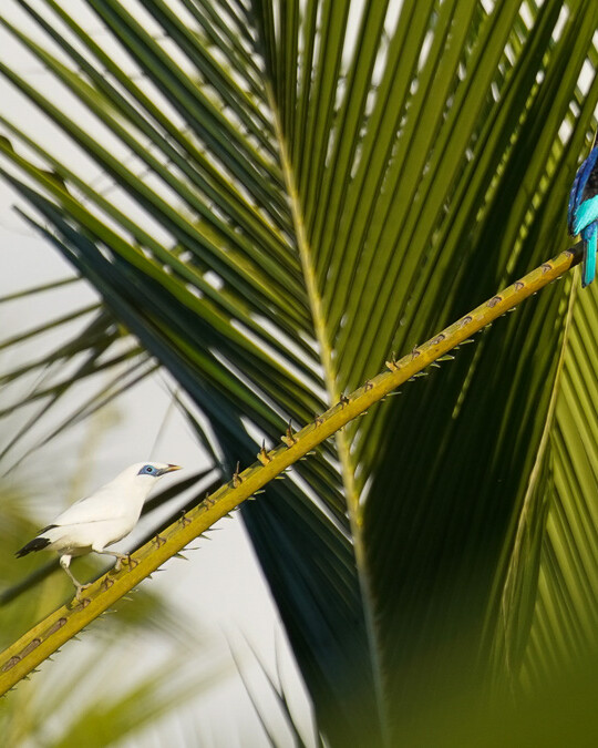 Two birds, a Bali Starling and a Java Kingfisher, thriving in the chemical-free environment of Begawan Giri farm.